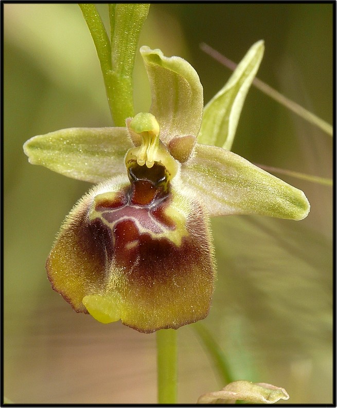 Popolazione ibridogena tra Ophrys lacaitae e Ophrys gracilis
